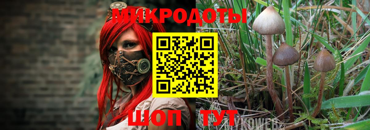 Псилоцибиновые грибы Psilocybe Ростов-на-Дону